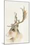 Forest Odyssey - Stag-Kristine Hegre-Mounted Giclee Print