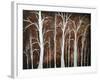 Forest Of Angels-Megan Aroon Duncanson-Framed Premium Giclee Print