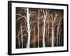 Forest Of Angels-Megan Aroon Duncanson-Framed Premium Giclee Print