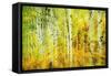 Forest of Aspens Along Kebler Pass-Darrell Gulin-Framed Stretched Canvas