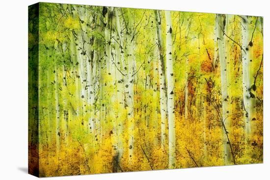 Forest of Aspens Along Kebler Pass-Darrell Gulin-Stretched Canvas