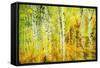 Forest of Aspens Along Kebler Pass-Darrell Gulin-Framed Stretched Canvas