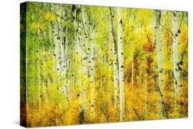 Forest of Aspens Along Kebler Pass-Darrell Gulin-Stretched Canvas