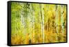 Forest of Aspens Along Kebler Pass-Darrell Gulin-Framed Stretched Canvas