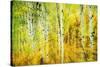 Forest of Aspens Along Kebler Pass-Darrell Gulin-Stretched Canvas