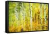 Forest of Aspens Along Kebler Pass-Darrell Gulin-Framed Stretched Canvas