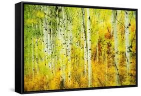 Forest of Aspens Along Kebler Pass-Darrell Gulin-Framed Stretched Canvas