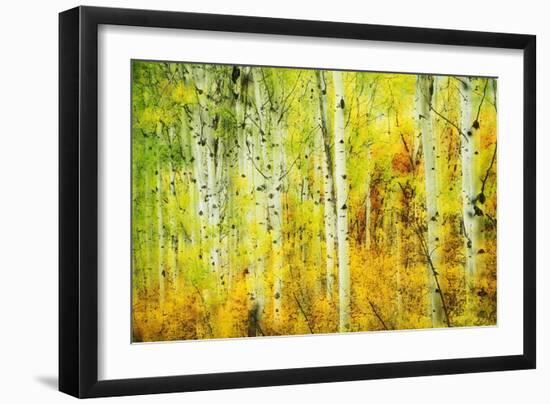 Forest of Aspens Along Kebler Pass-Darrell Gulin-Framed Photographic Print