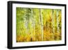 Forest of Aspens Along Kebler Pass-Darrell Gulin-Framed Photographic Print