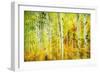 Forest of Aspens Along Kebler Pass-Darrell Gulin-Framed Photographic Print