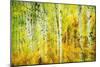 Forest of Aspens Along Kebler Pass-Darrell Gulin-Mounted Photographic Print