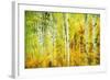 Forest of Aspens Along Kebler Pass-Darrell Gulin-Framed Photographic Print