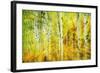 Forest of Aspens Along Kebler Pass-Darrell Gulin-Framed Photographic Print