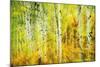 Forest of Aspens Along Kebler Pass-Darrell Gulin-Mounted Photographic Print