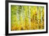 Forest of Aspens Along Kebler Pass-Darrell Gulin-Framed Photographic Print