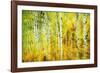 Forest of Aspens Along Kebler Pass-Darrell Gulin-Framed Photographic Print