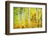 Forest of Aspens Along Kebler Pass-Darrell Gulin-Framed Photographic Print