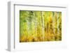 Forest of Aspens Along Kebler Pass-Darrell Gulin-Framed Photographic Print