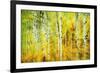 Forest of Aspens Along Kebler Pass-Darrell Gulin-Framed Photographic Print