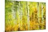 Forest of Aspens Along Kebler Pass-Darrell Gulin-Mounted Photographic Print