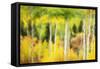 Forest of Aspens and Firs Along Kebler Pass-Darrell Gulin-Framed Stretched Canvas