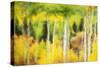Forest of Aspens and Firs Along Kebler Pass-Darrell Gulin-Stretched Canvas