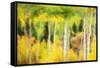 Forest of Aspens and Firs Along Kebler Pass-Darrell Gulin-Framed Stretched Canvas