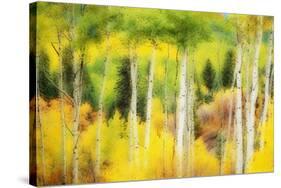 Forest of Aspens and Firs Along Kebler Pass-Darrell Gulin-Stretched Canvas