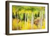 Forest of Aspens and Firs Along Kebler Pass-Darrell Gulin-Framed Photographic Print