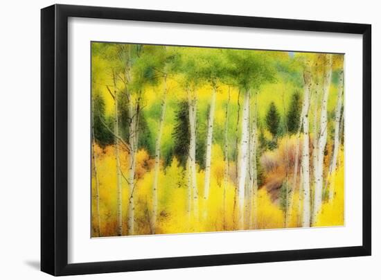 Forest of Aspens and Firs Along Kebler Pass-Darrell Gulin-Framed Photographic Print