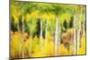 Forest of Aspens and Firs Along Kebler Pass-Darrell Gulin-Mounted Photographic Print