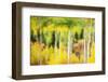 Forest of Aspens and Firs Along Kebler Pass-Darrell Gulin-Framed Photographic Print