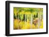 Forest of Aspens and Firs Along Kebler Pass-Darrell Gulin-Framed Photographic Print