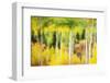 Forest of Aspens and Firs Along Kebler Pass-Darrell Gulin-Framed Photographic Print