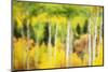 Forest of Aspens and Firs Along Kebler Pass-Darrell Gulin-Mounted Photographic Print