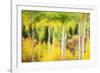 Forest of Aspens and Firs Along Kebler Pass-Darrell Gulin-Framed Photographic Print