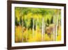 Forest of Aspens and Firs Along Kebler Pass-Darrell Gulin-Framed Photographic Print