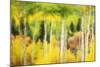 Forest of Aspens and Firs Along Kebler Pass-Darrell Gulin-Mounted Photographic Print