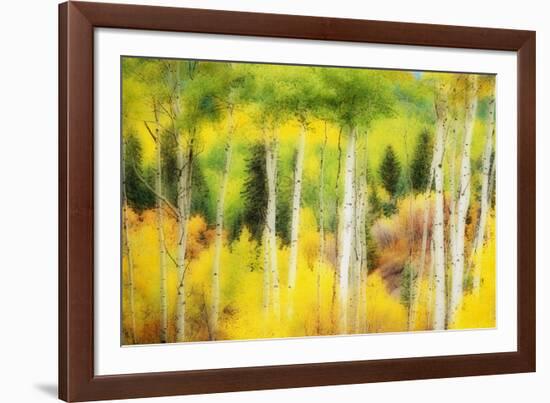 Forest of Aspens and Firs Along Kebler Pass-Darrell Gulin-Framed Photographic Print