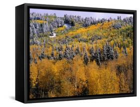 Forest of Aspens and Firs-James Randklev-Framed Stretched Canvas