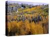 Forest of Aspens and Firs-James Randklev-Stretched Canvas