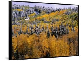 Forest of Aspens and Firs-James Randklev-Framed Stretched Canvas