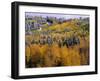 Forest of Aspens and Firs-James Randklev-Framed Premium Photographic Print
