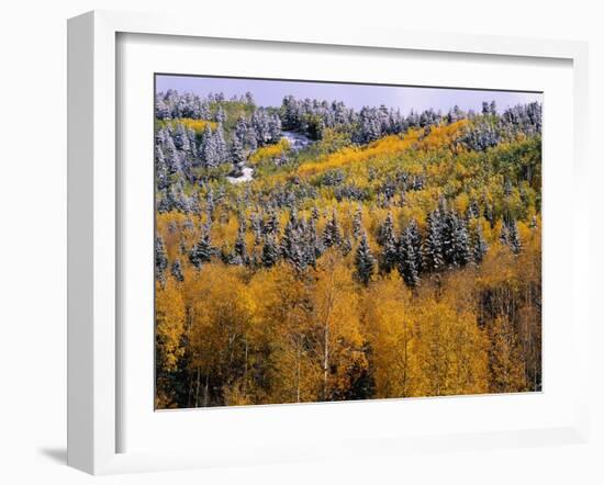 Forest of Aspens and Firs-James Randklev-Framed Premium Photographic Print