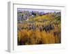 Forest of Aspens and Firs-James Randklev-Framed Premium Photographic Print