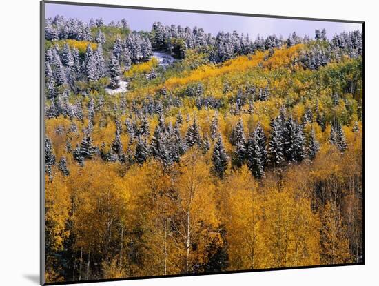 Forest of Aspens and Firs-James Randklev-Mounted Premium Photographic Print