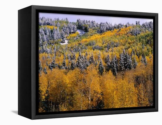 Forest of Aspens and Firs-James Randklev-Framed Stretched Canvas