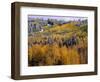 Forest of Aspens and Firs-James Randklev-Framed Photographic Print