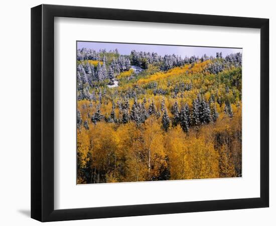 Forest of Aspens and Firs-James Randklev-Framed Photographic Print