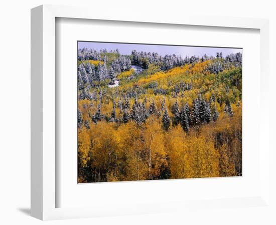 Forest of Aspens and Firs-James Randklev-Framed Photographic Print